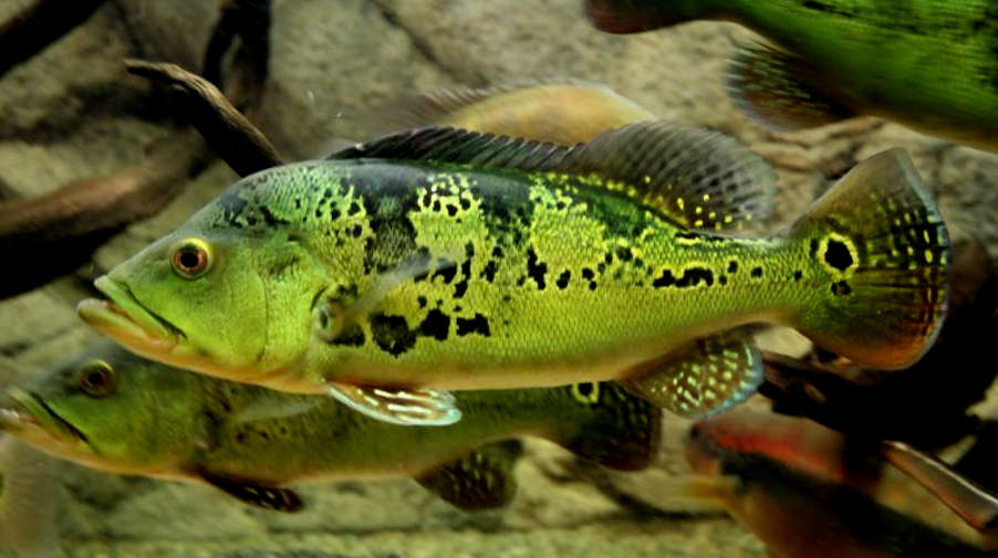 Artificial Lures For Trout

