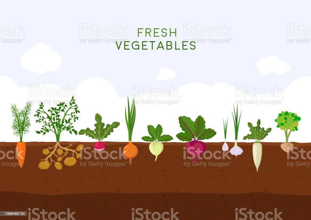 Easy to Grow Vegetables and Herbs
