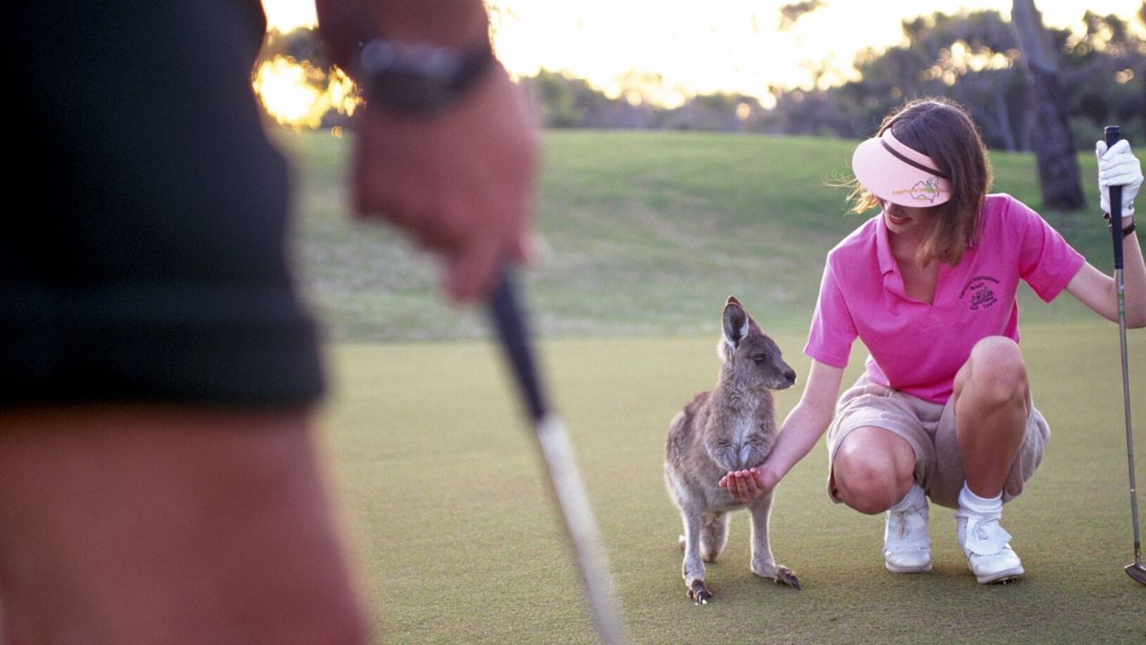 How to play wind golf
