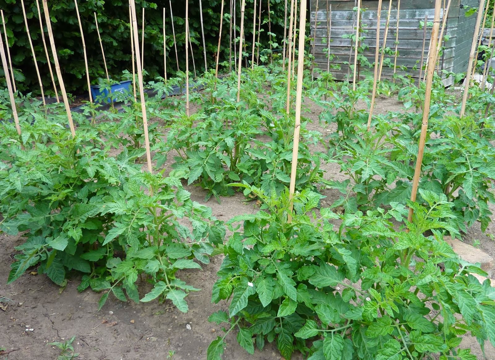 Growing Carrots in a Raised Garden
