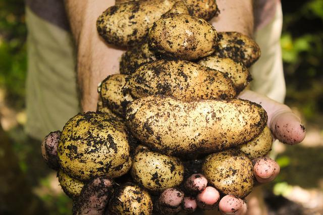 vegetable gardening tips and tricks