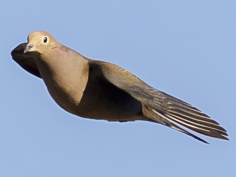 How to Hunt Mourning Doves in Minnesota
