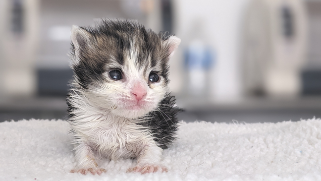 San Jose Cat For Adoption Needs More Volunteers
