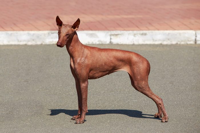 Important Information About French Dog Breeds
