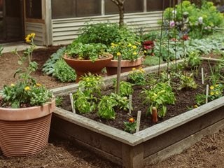 When to plant cucumbers in Illinois
