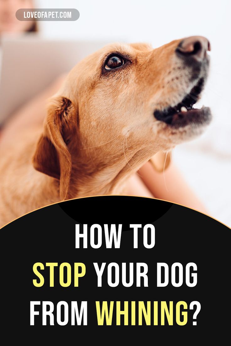 How to Teach Your Dog Stay
