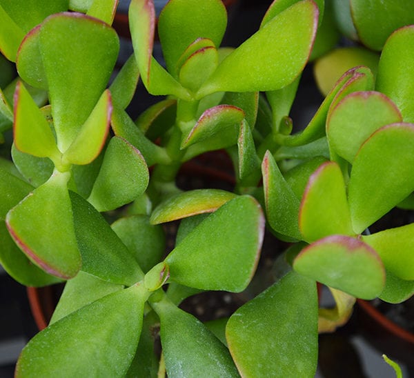 container herb gardening