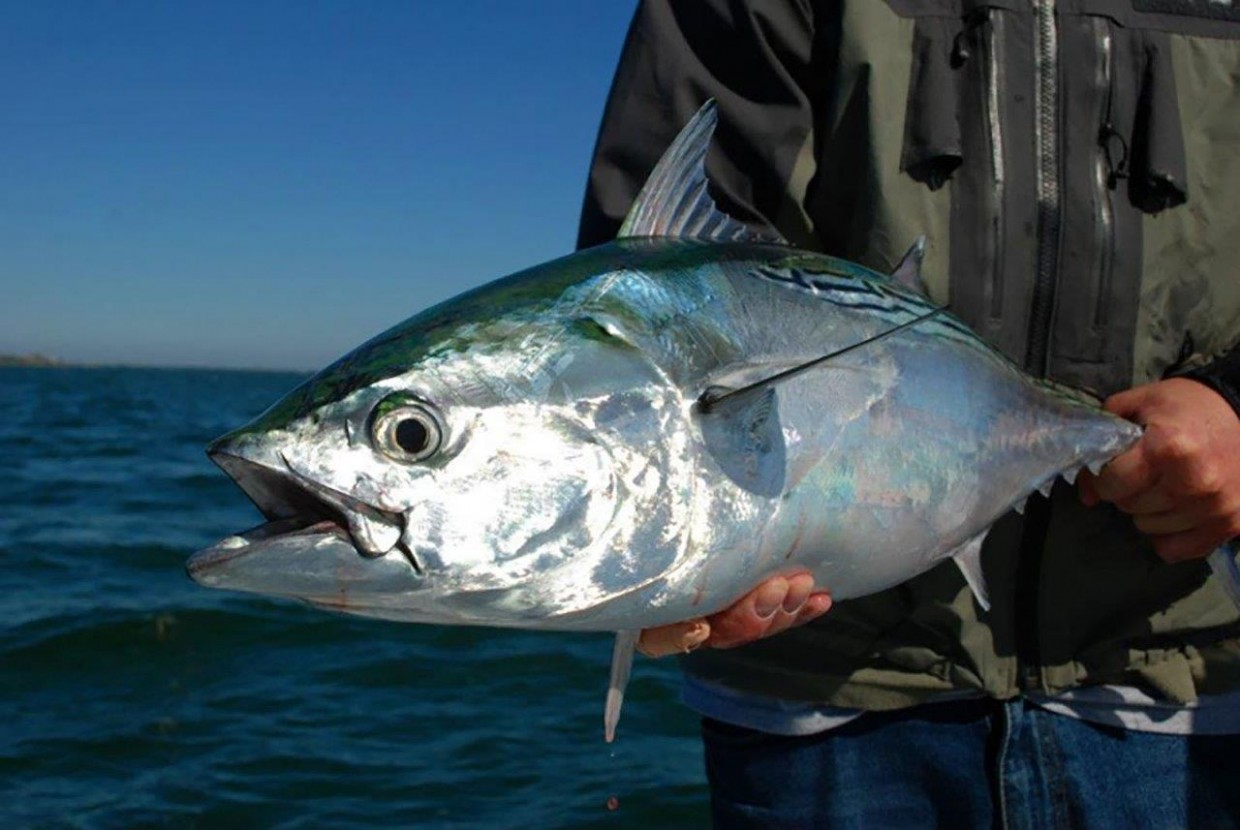 Blackfin Tuna Fishing in Florida
