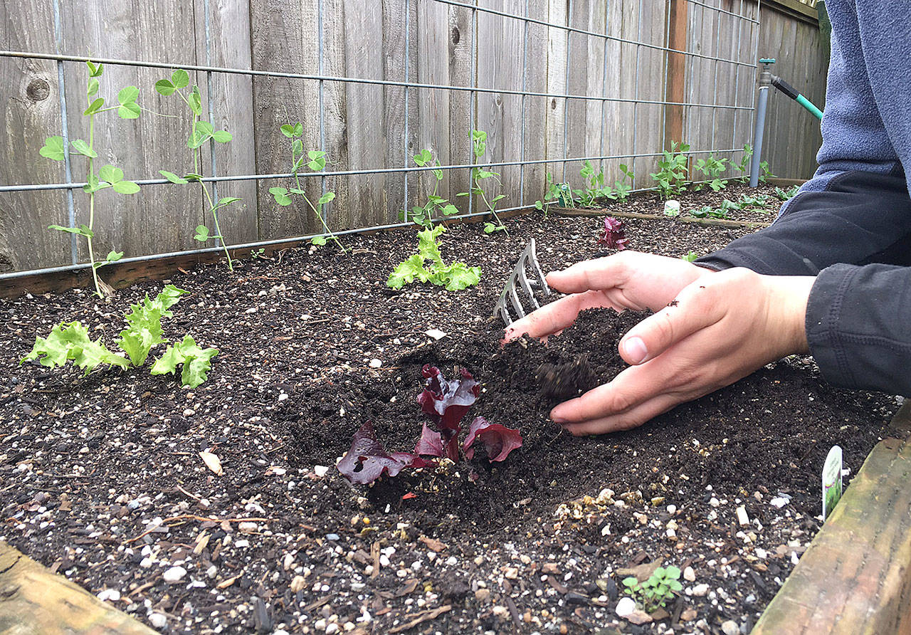 container herb gardening for beginners