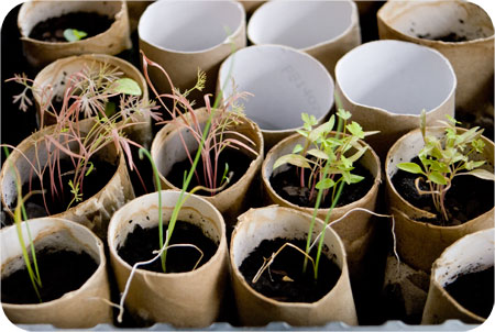 How to grow salad greens in containers
