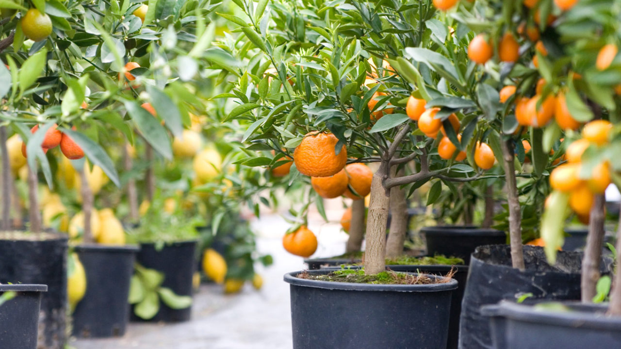 proper gardening techniques