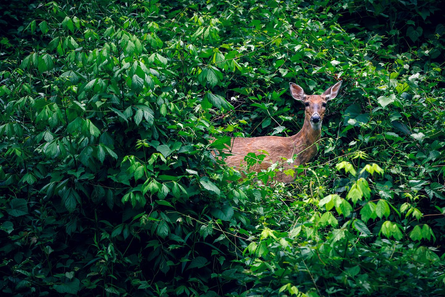 Florida Hunter Safety Courses
