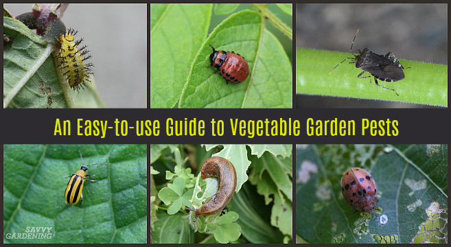 container vegetable gardening 101