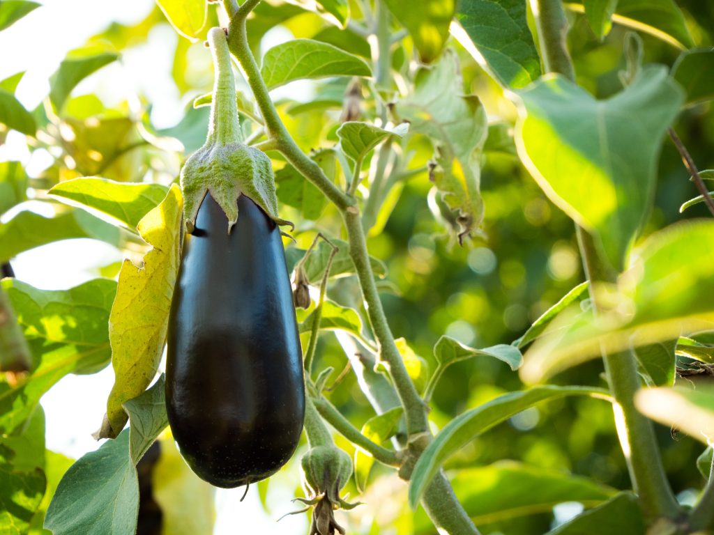 How does hydroponic gardening work?
