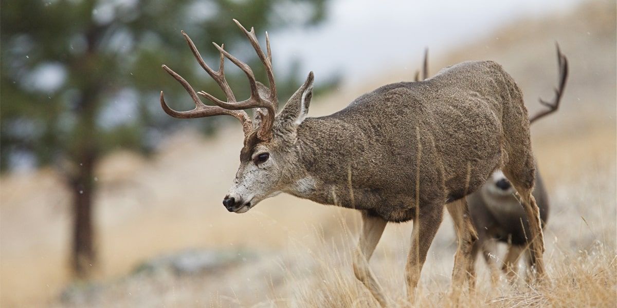 Hunting tips for early October deer to maximize your harvest
