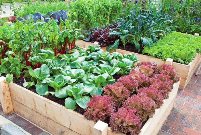 tips for growing vegetables