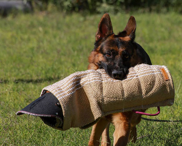 Types Of Training Gear for Dogs
