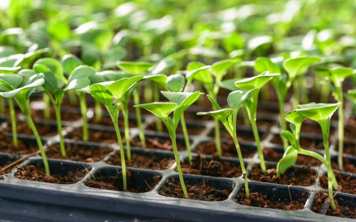 tips for planting a garden