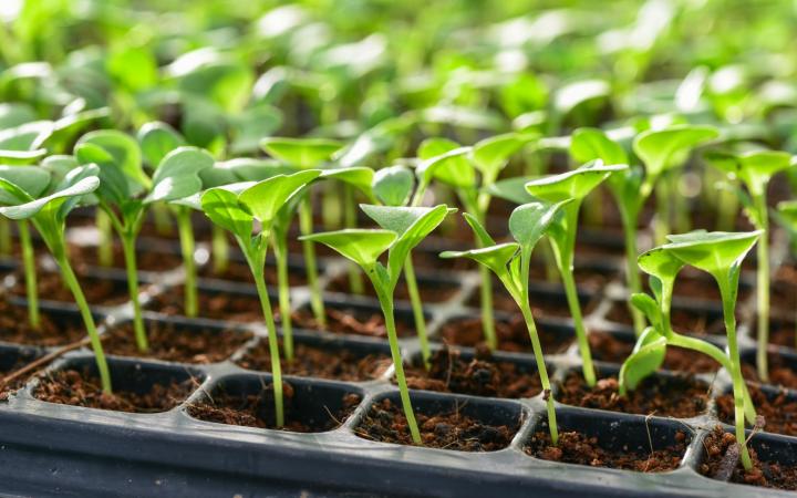 How to plant flowers inside a window box
