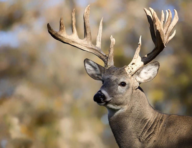 Best Elk Hunting States
