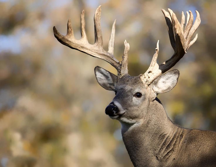 Hunting the Rut – How to Find a Buck In a Rut
