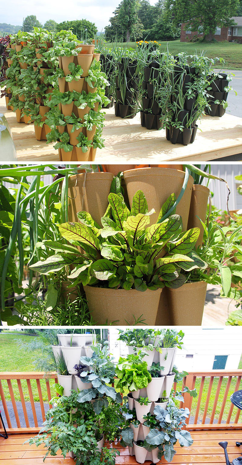 Growing herbs in an indoor herb greenhouse
