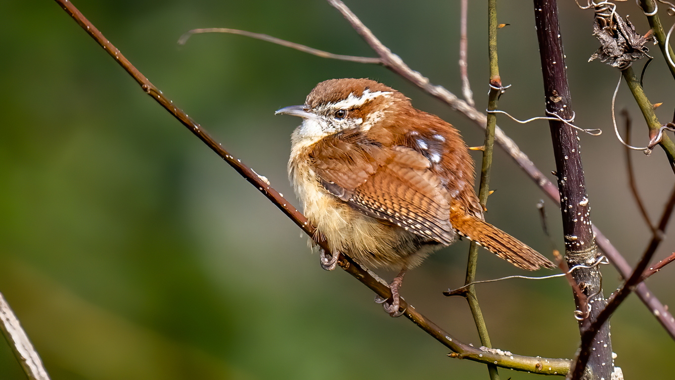 federal migratory bird hunting regulations