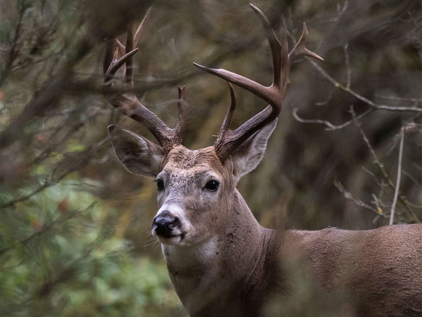 Bow Hunting on the Ground
