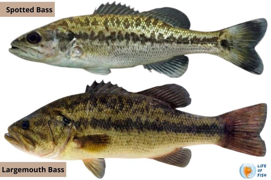 Bass Pro Shop - The Best Fishing Reels
