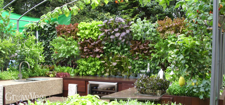 Growing Herbs in the Kitchen in Pots
