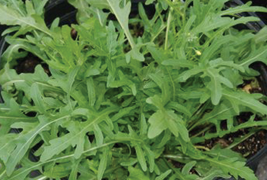 Protect your Spring Cover Crops with Gardening Covers
