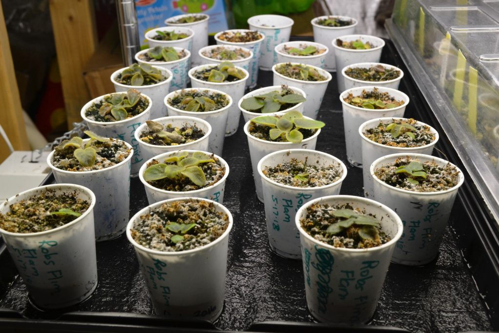 Growing herbs in pots in the kitchen
