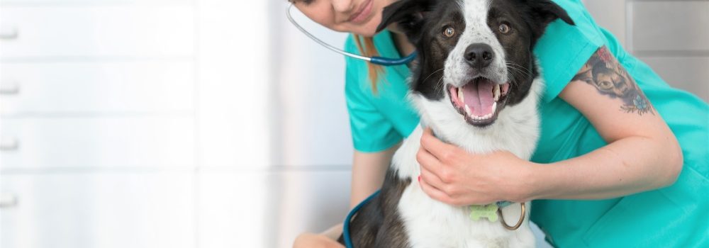 AKC Pet Insurance Review
