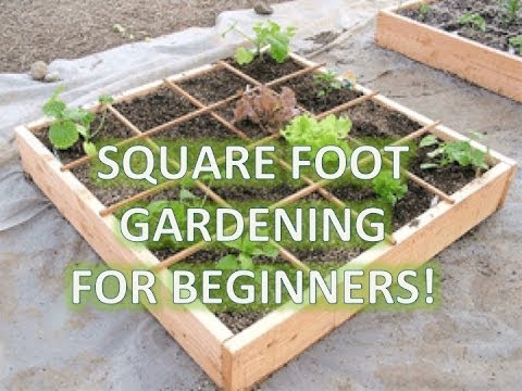 gardening tips for beginners small