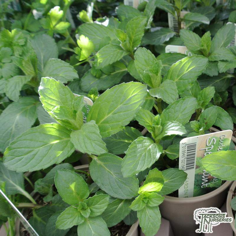 raised bed vegetable gardening for beginners