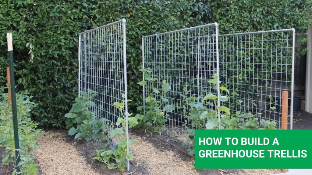How to Grow Home Microgreens
