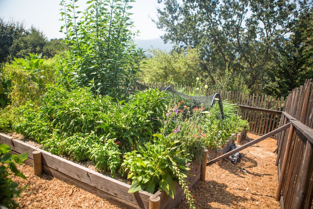 How long does Spinach take before it grows from the seed?
