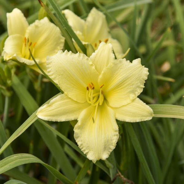 How often to feed plants
