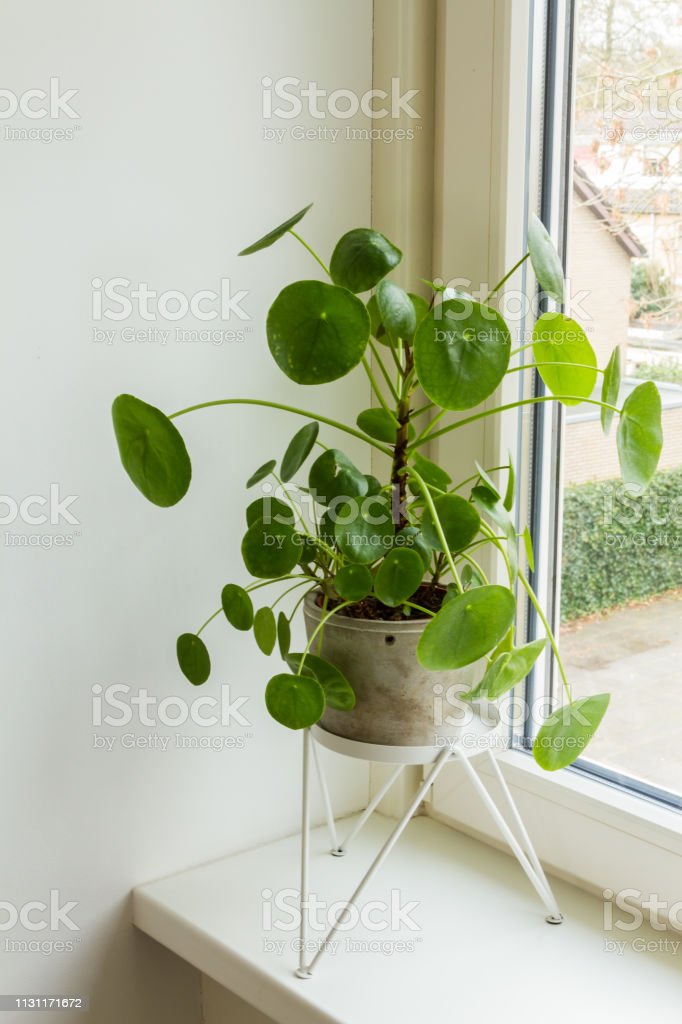 French Vegetable Gardening
