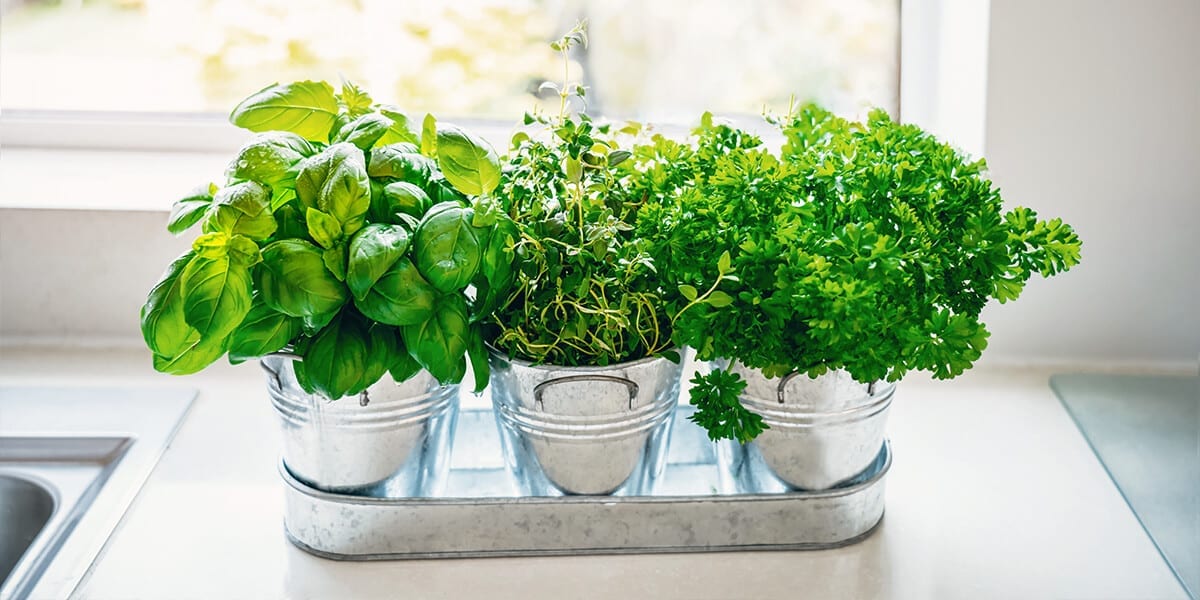 What is indoor gardening?
