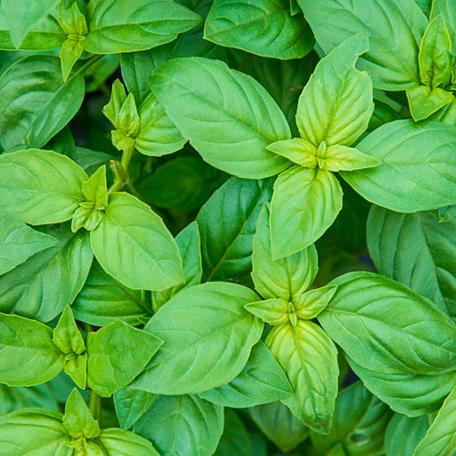 Beneficial flowers for the vegetable garden
