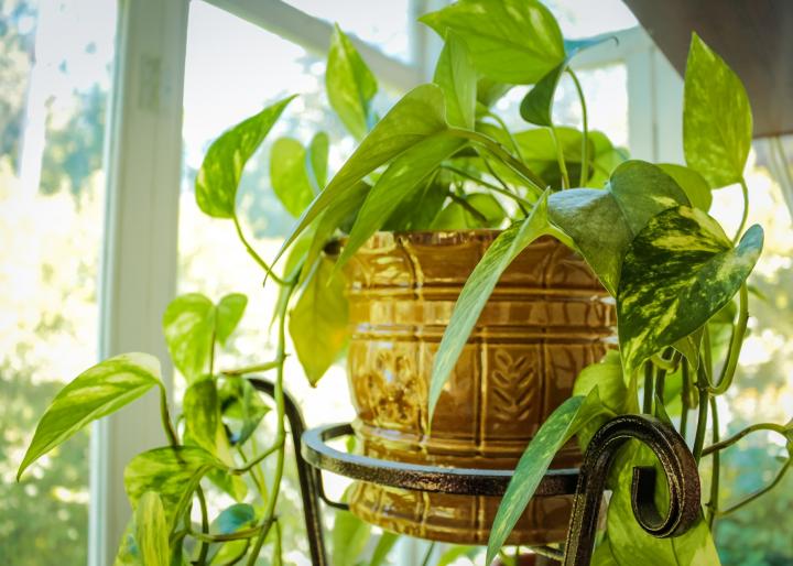 How Does Hydroponic Gardening Work?
