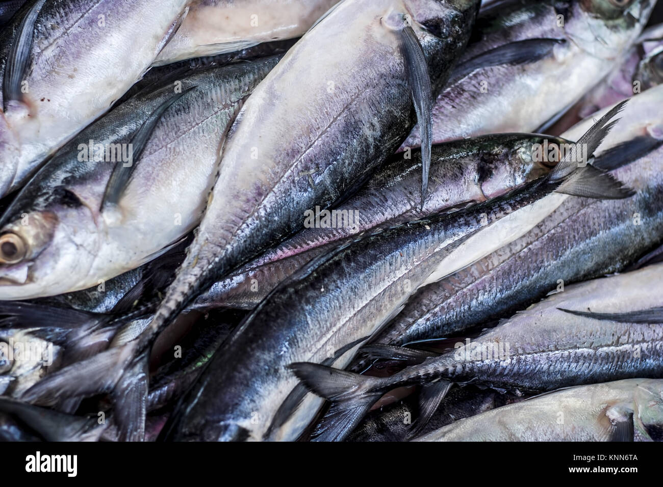 How to Catch Mahi Mahi In Hawaii
