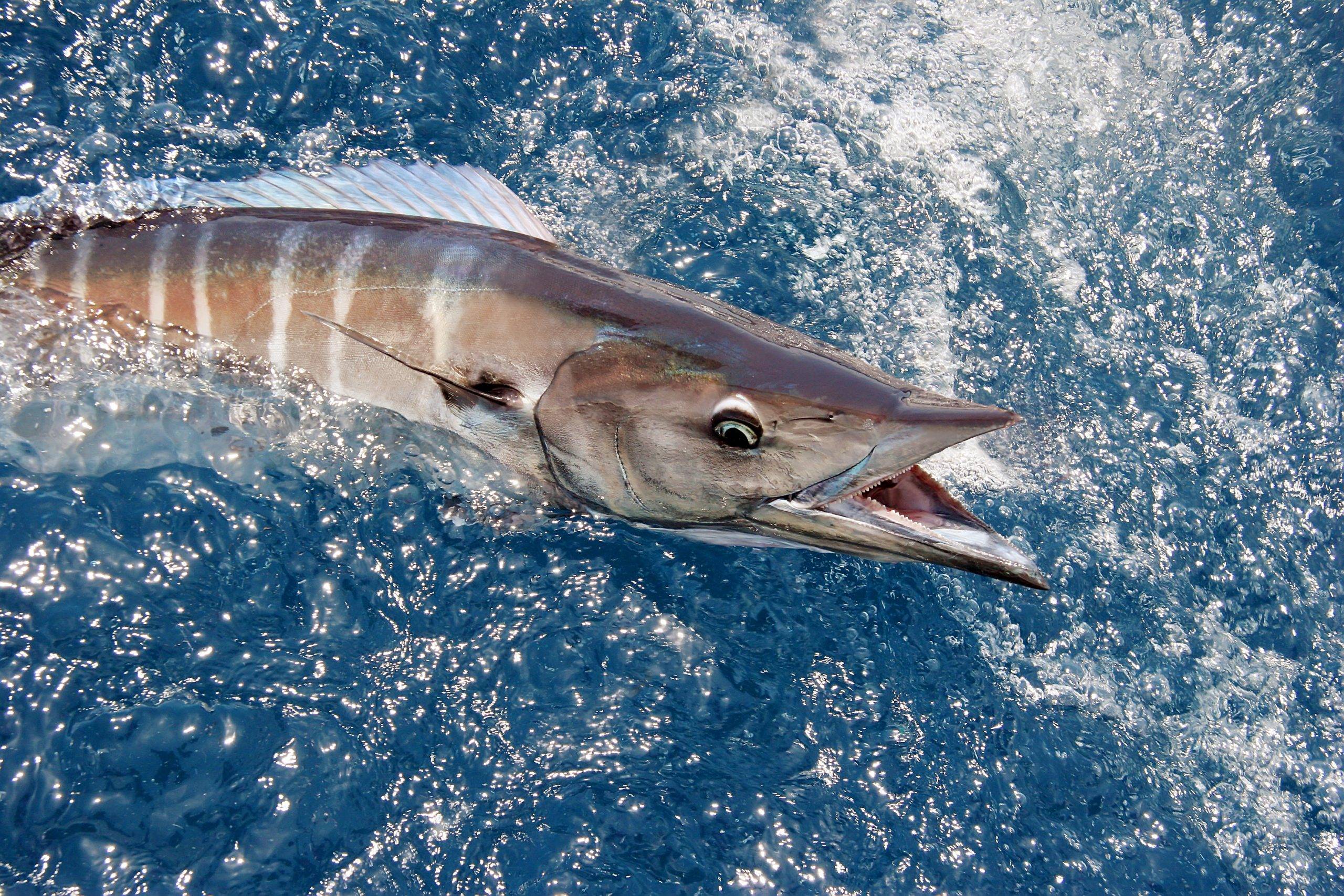 Charter Fishing Trip to Oahu
