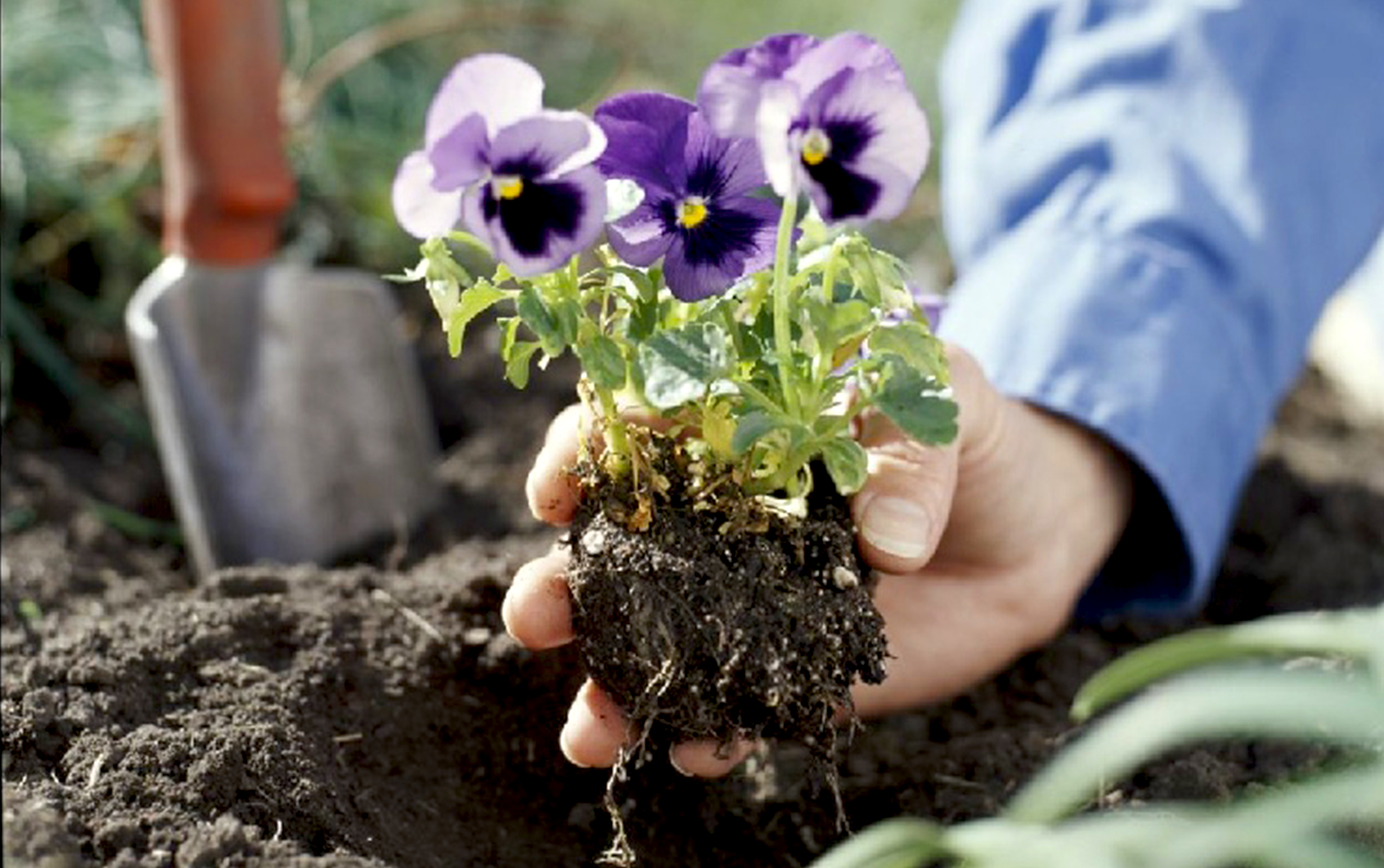 vegetable gardening in clay soil