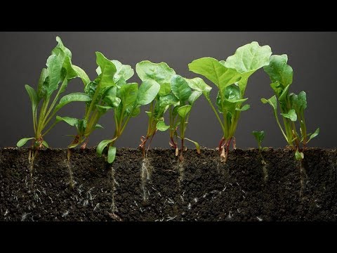 How does hydroponic gardening work?
