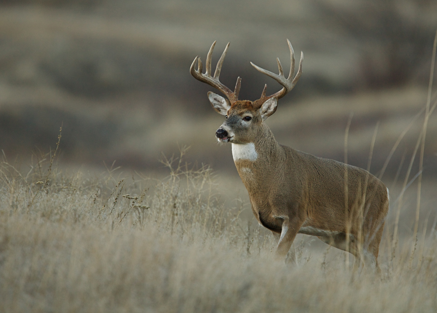 the deer hunter awards