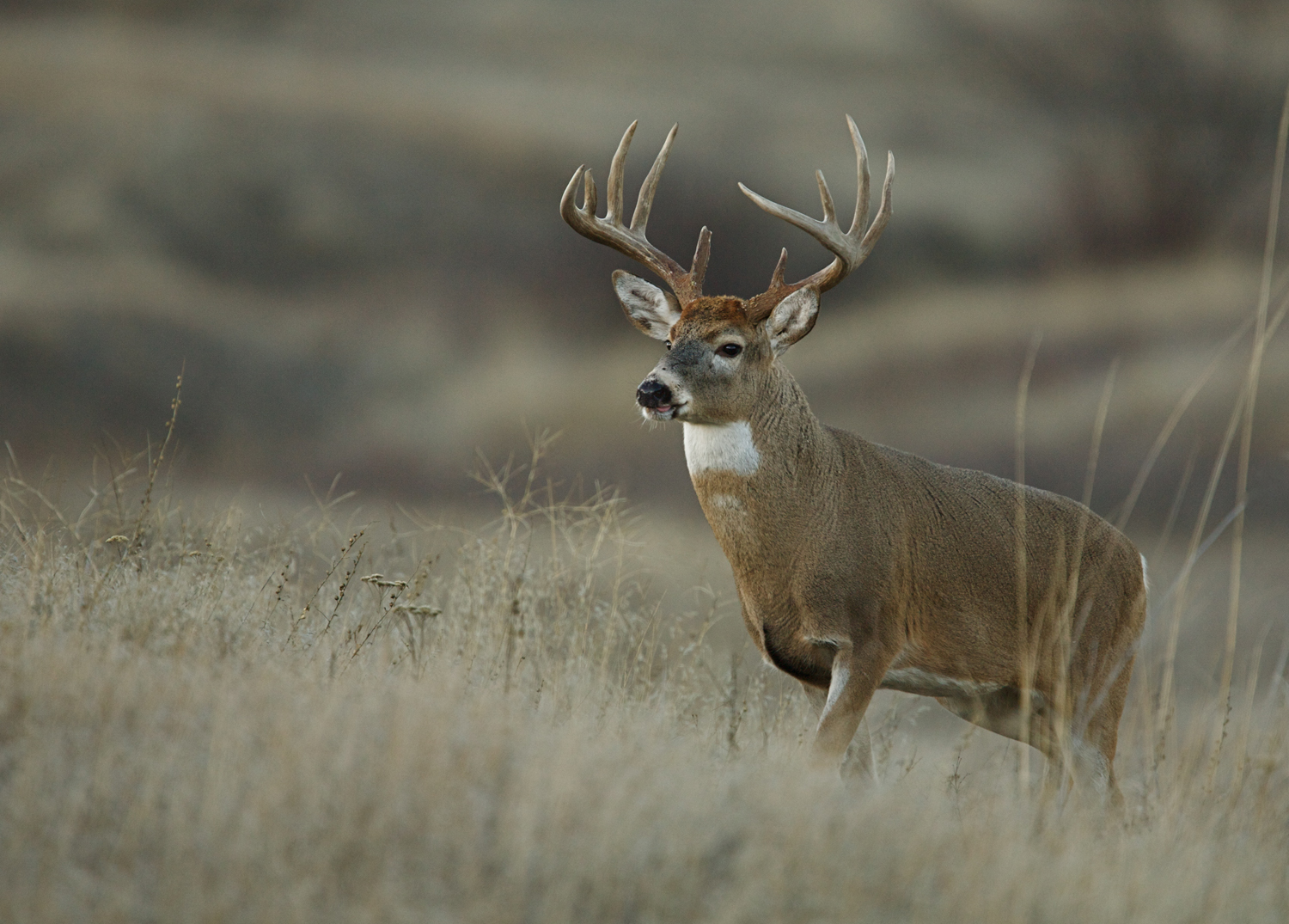 Minnesota DNR Hunting Regulations
