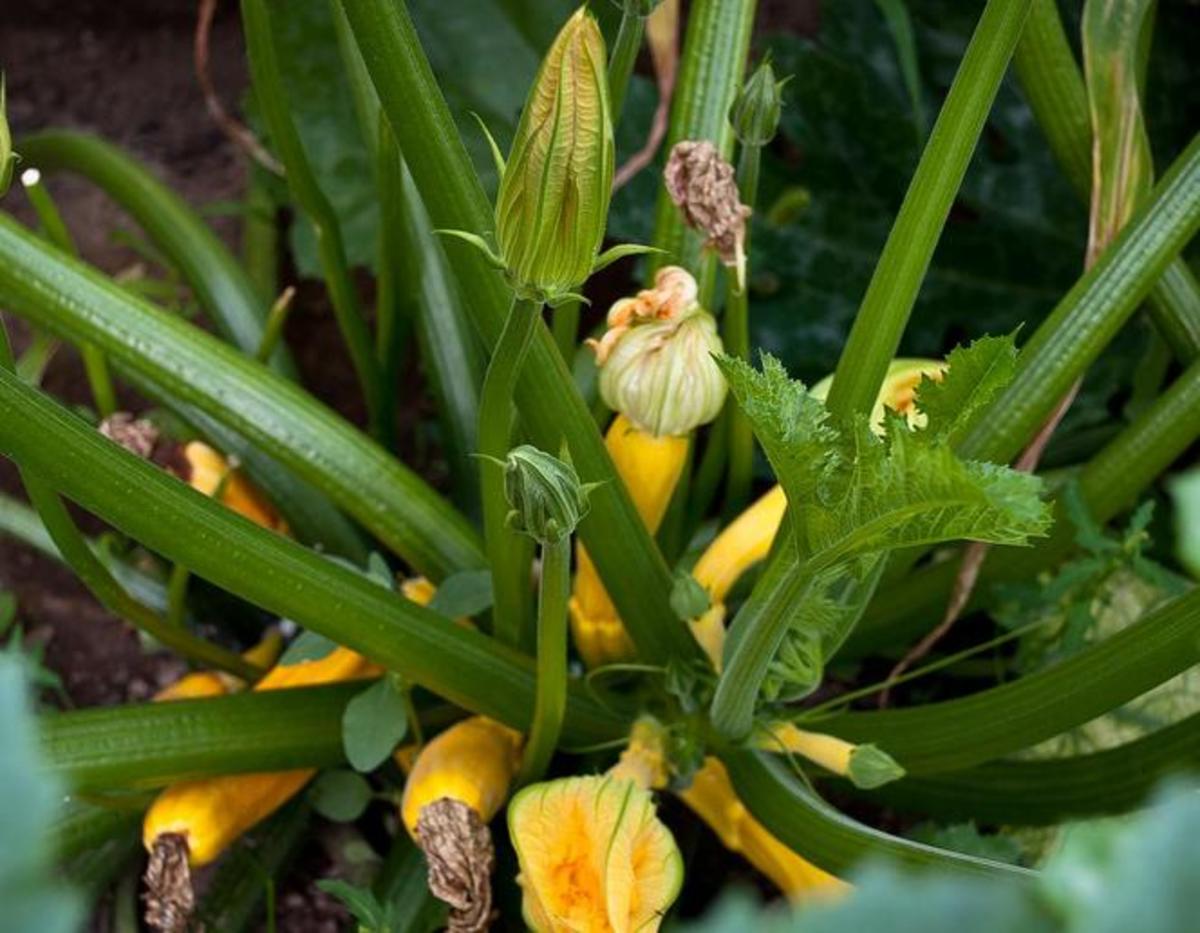 Vegetable Gardening - Using a Vegetable Crop Rotation Chart
