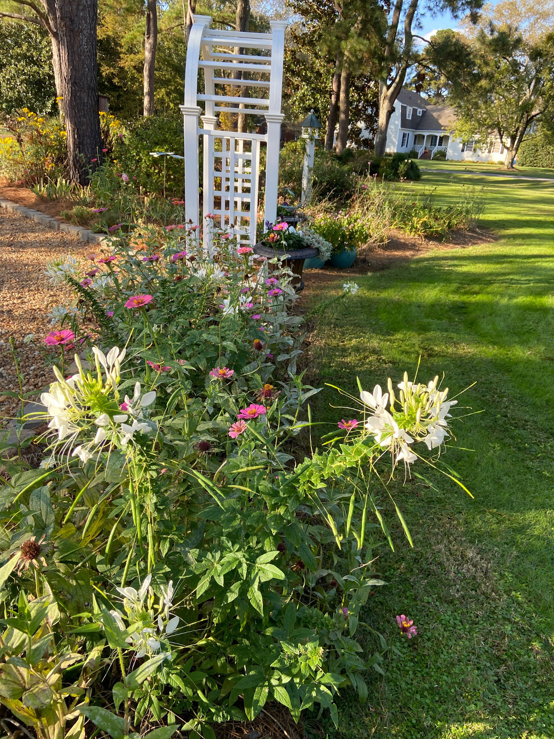 Growing Lilacs and Lilac Lilies with the Loveage Herb
